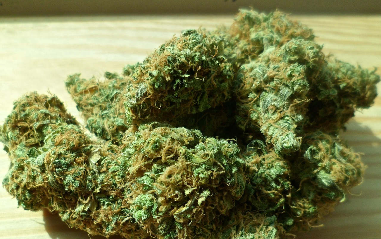 Cannabis bud